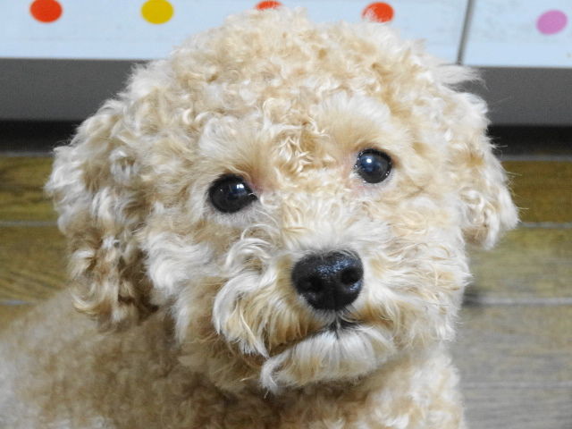イメージ 8