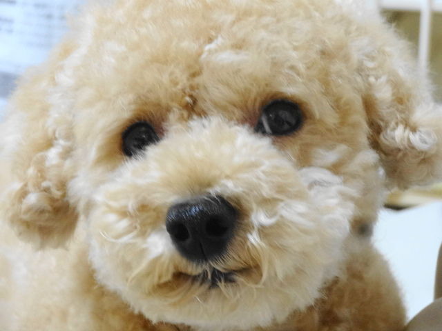 イメージ 8
