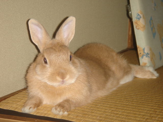 イメージ 6
