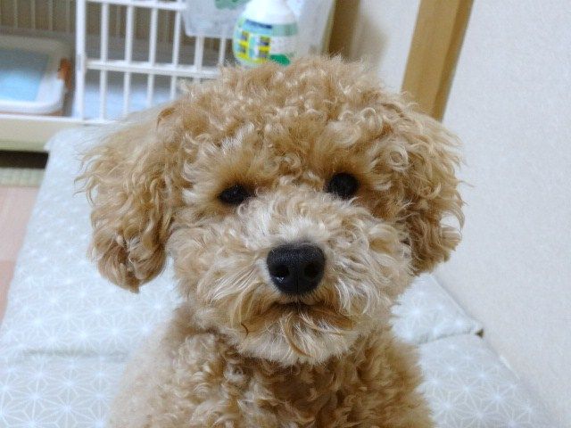 イメージ 8