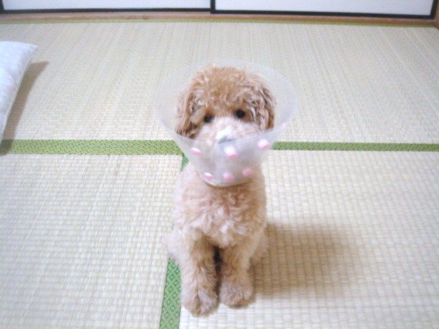 イメージ 6