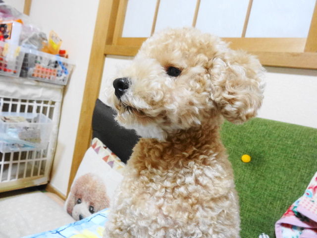 イメージ 6