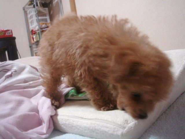 イメージ 9