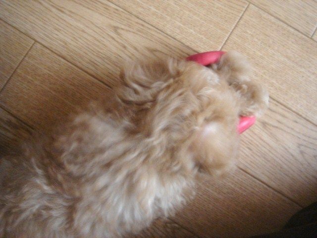 イメージ 9