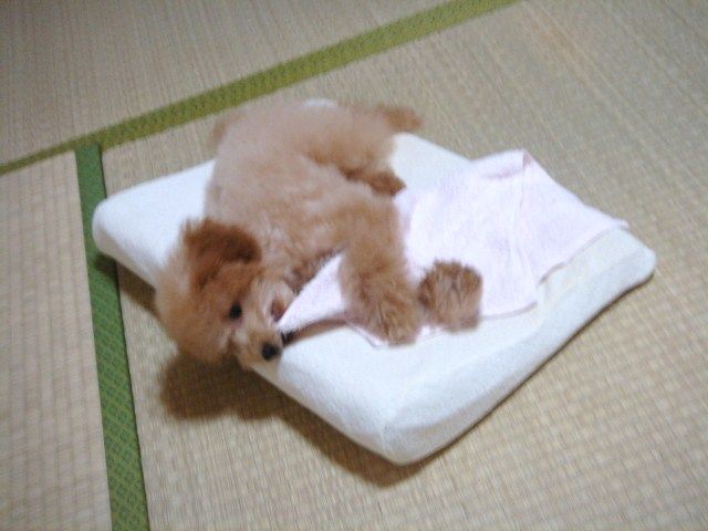 イメージ 3