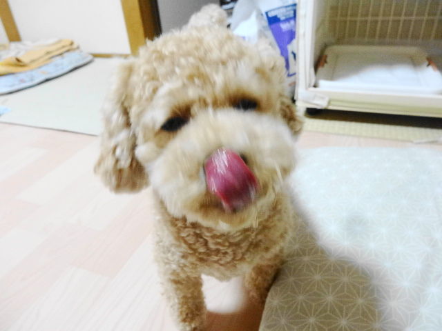 イメージ 13