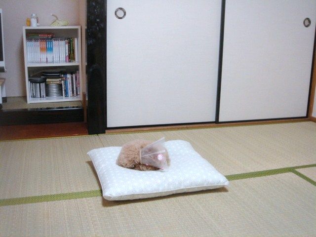 イメージ 5