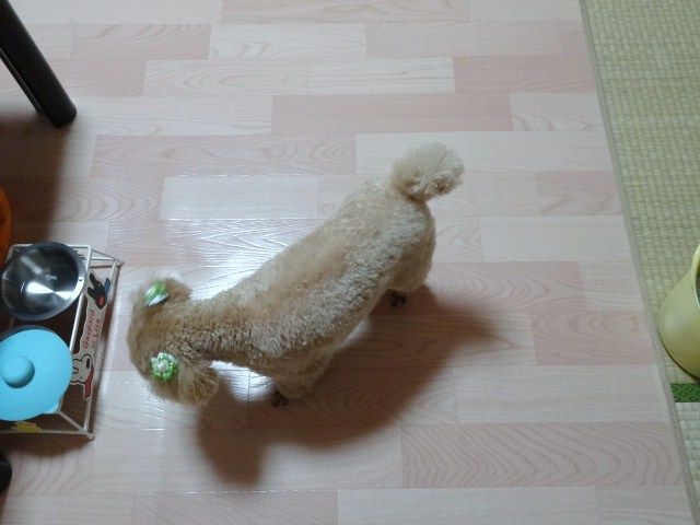 イメージ 10