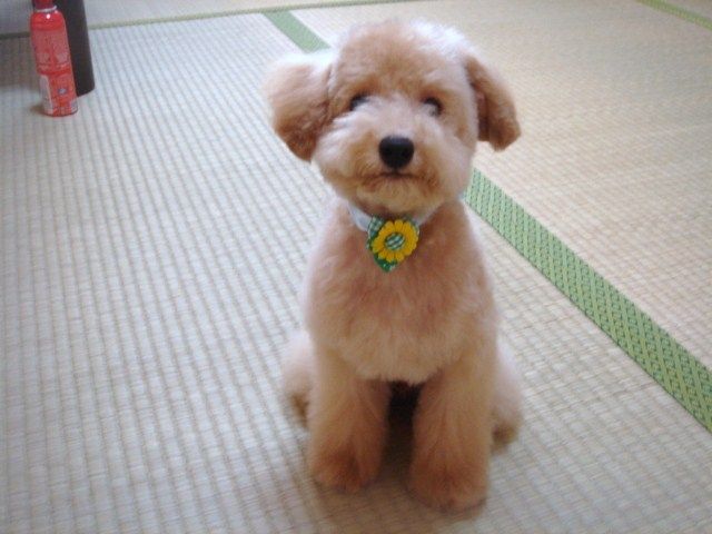 イメージ 10