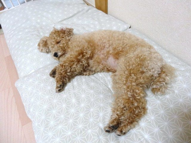 イメージ 5