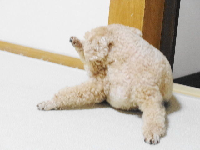 イメージ 5