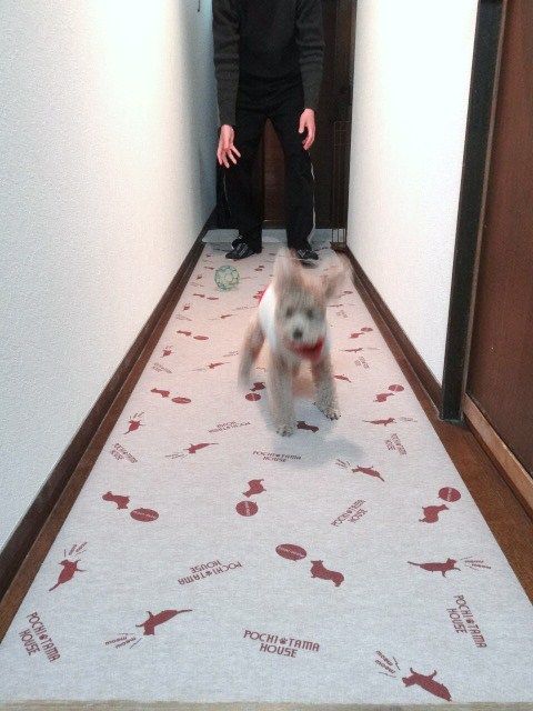 イメージ 10