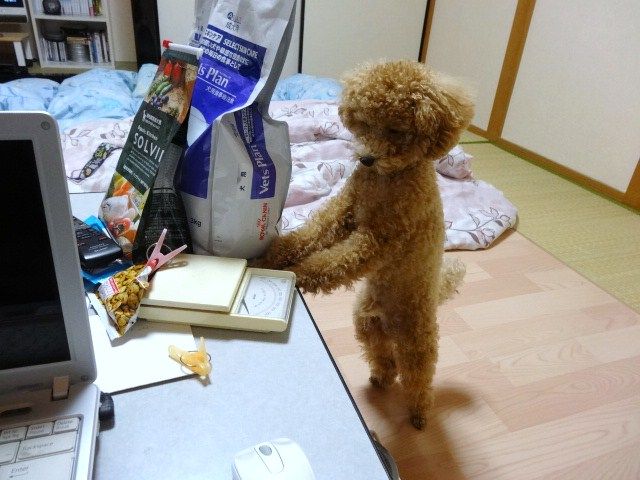 イメージ 5