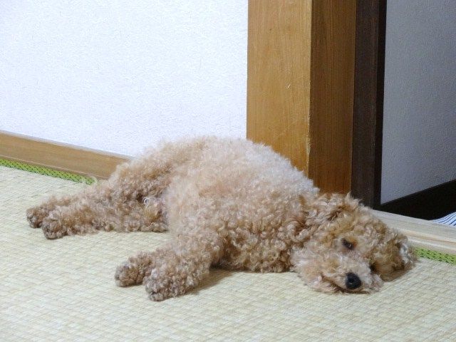 イメージ 9