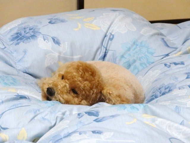 イメージ 5