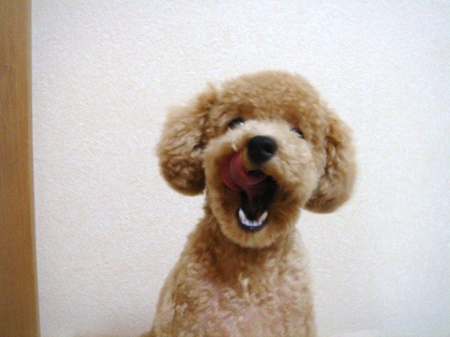 イメージ 7