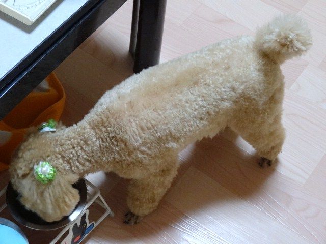 イメージ 7