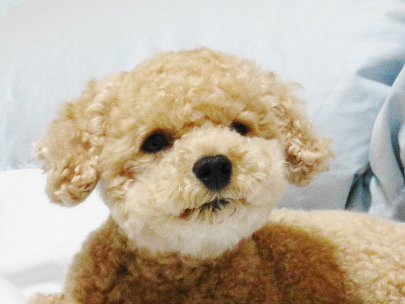 イメージ 11