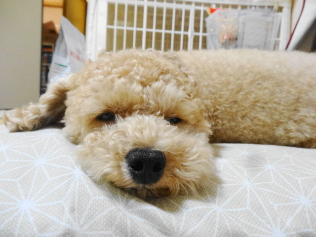 イメージ 7