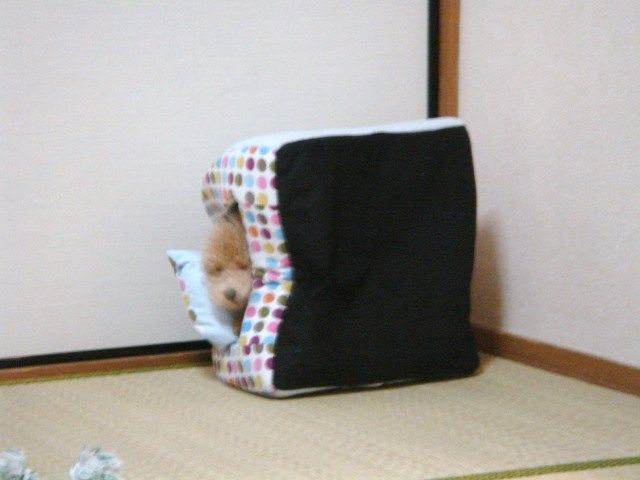 イメージ 7