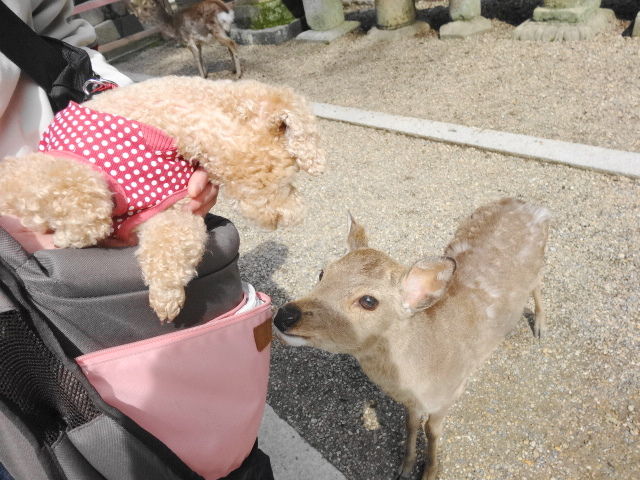 イメージ 9