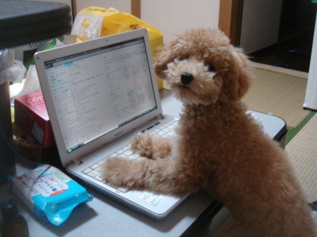 イメージ 5