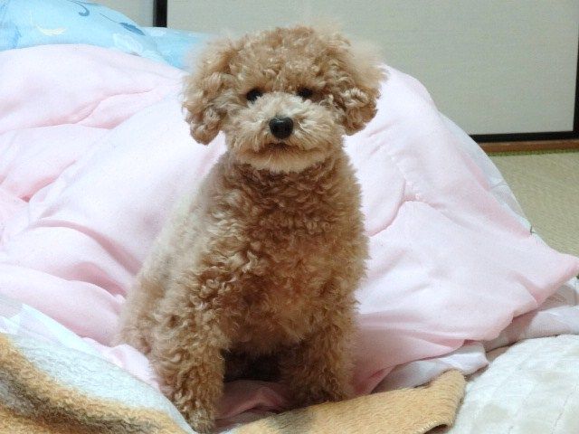 イメージ 5
