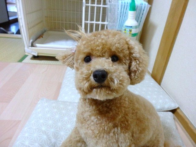 イメージ 15