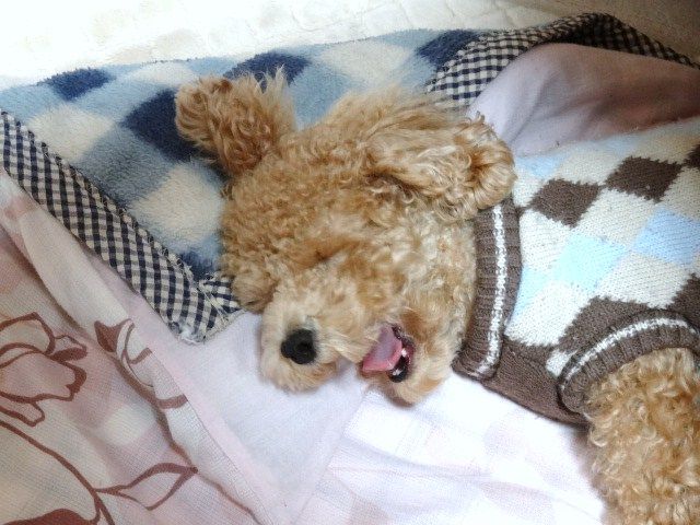 イメージ 10