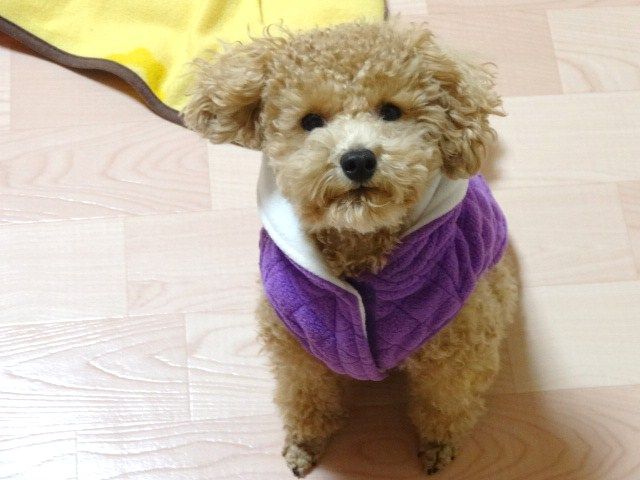 イメージ 10