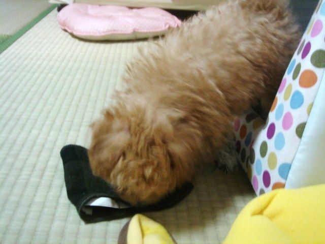 イメージ 8