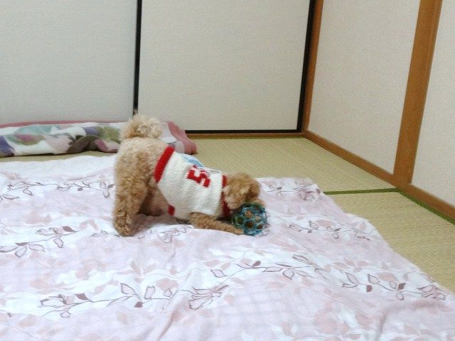 イメージ 4
