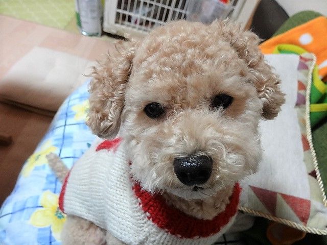 イメージ 4