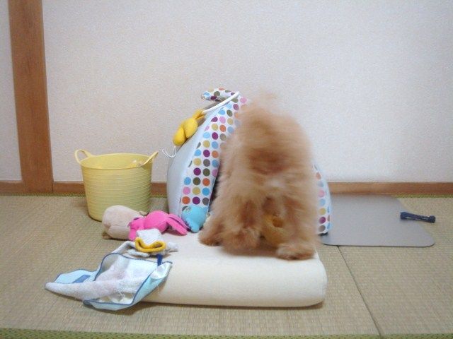 イメージ 4