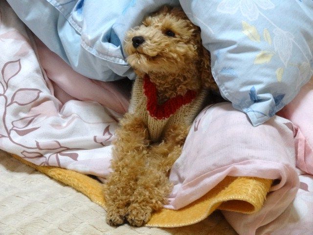 イメージ 2