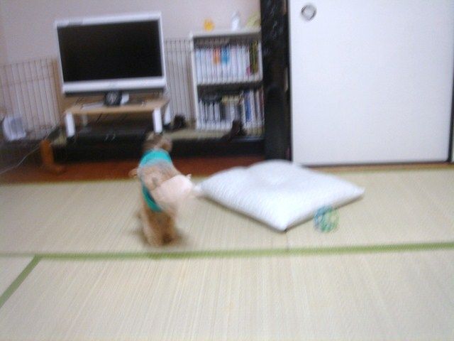 イメージ 6