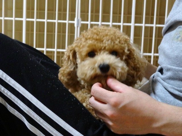 イメージ 7