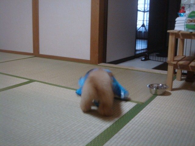 イメージ 9