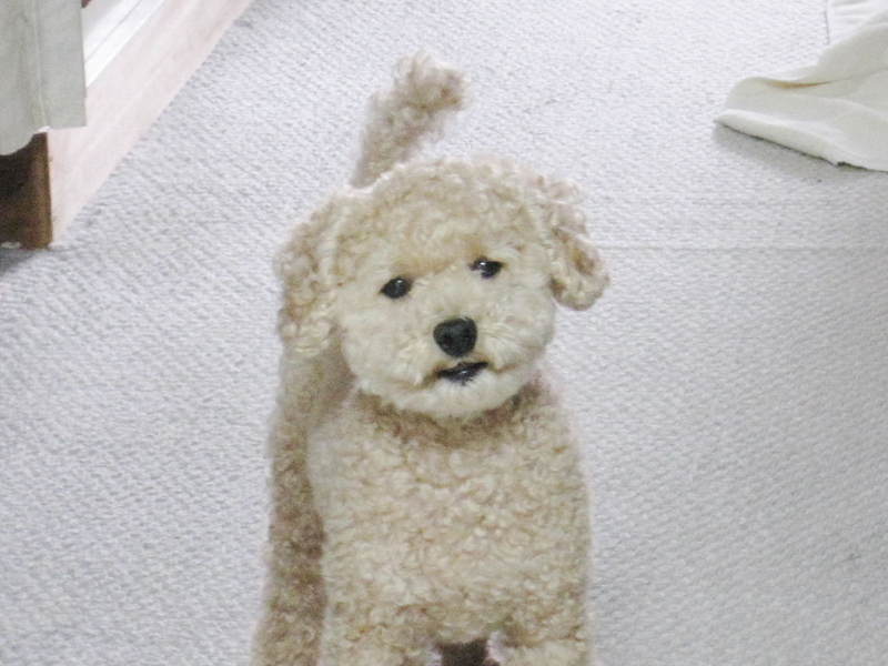 イメージ 9