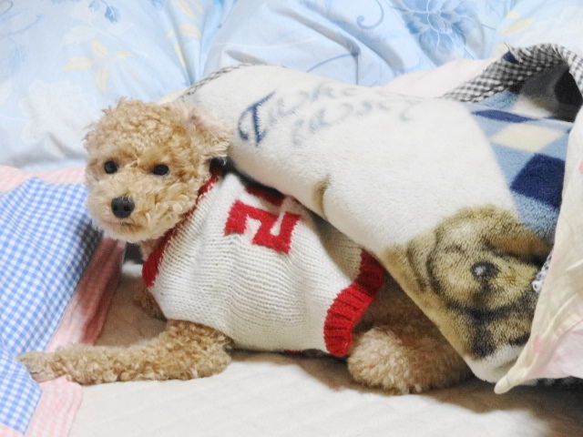 イメージ 4