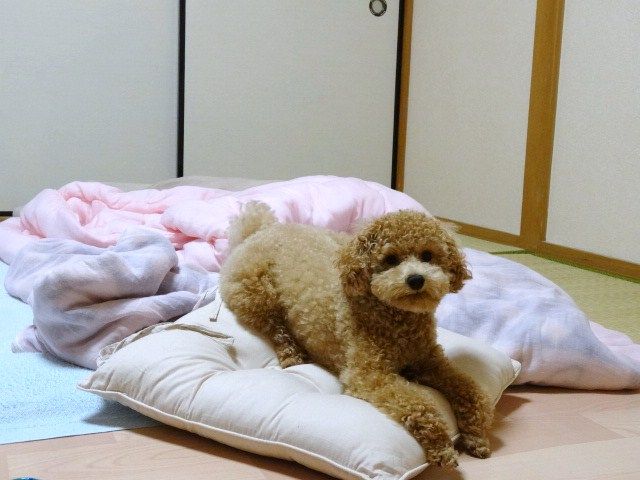 イメージ 6
