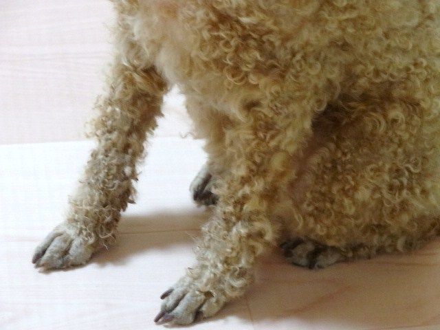 イメージ 10