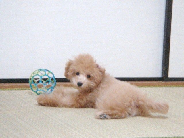 イメージ 9