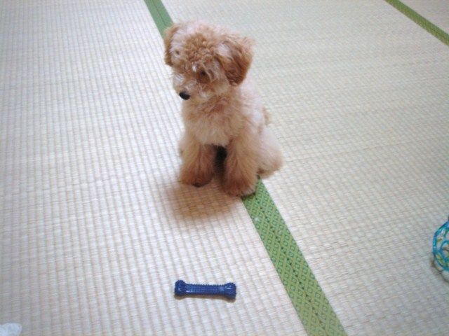 イメージ 10