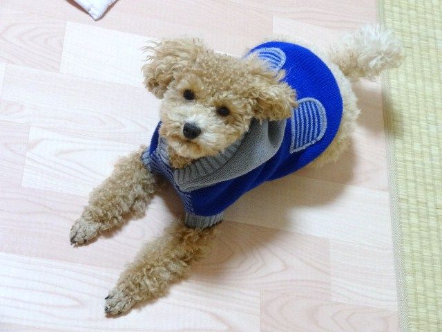イメージ 9