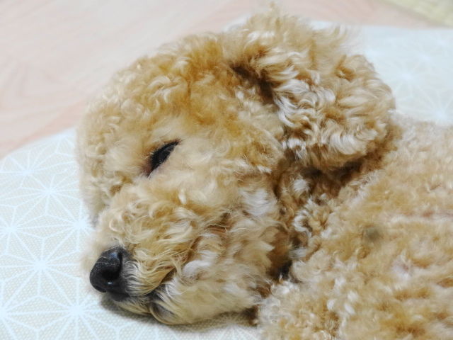 イメージ 5