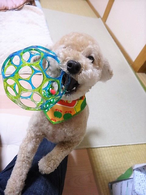 イメージ 5