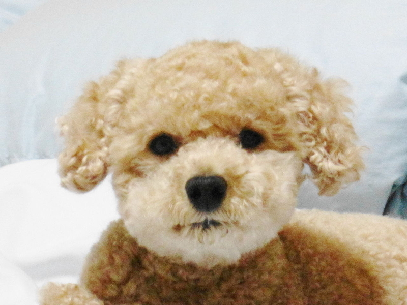 イメージ 12