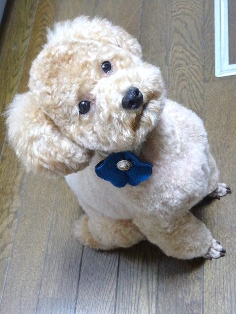 イメージ 9
