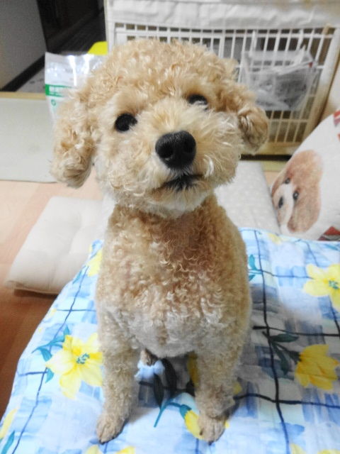 イメージ 5